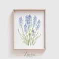 thumbnail image 1 of Grape Hyacinth Print, Muscari Flower, Blue Flower Print, Botanical Wall Art, Floral Home Decor, Wall Art Home Decor #2309, 8x12 UNFRAMED, 1 of 3