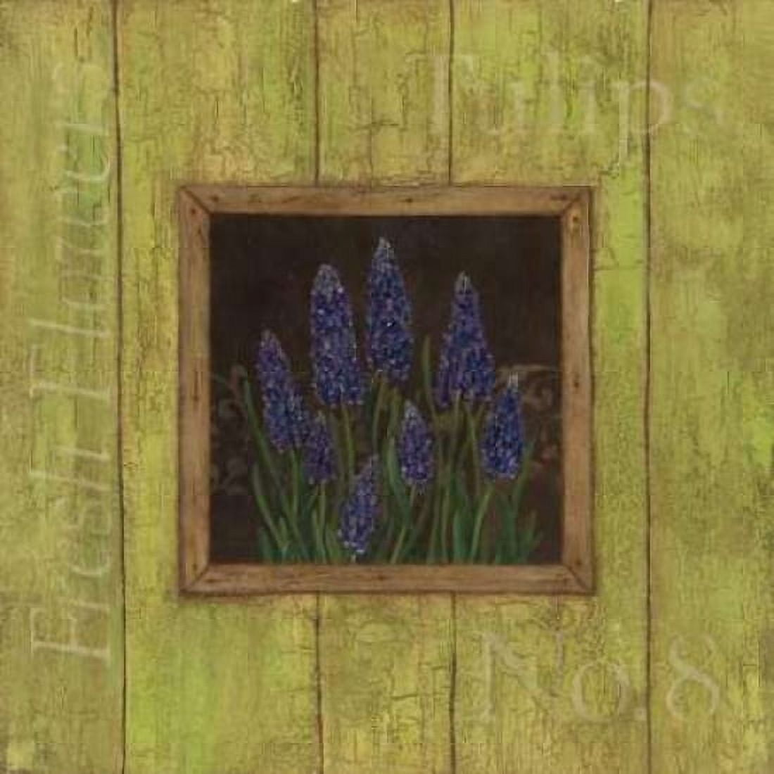 Grape Hyacinths Canvas Art - Stephanie Marrott (24 x 24)