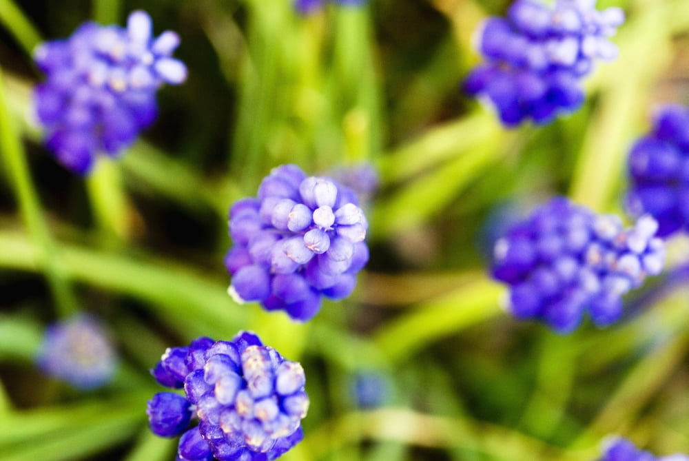 Grape Hyacinths View From Above Of Purple Flowers Canvas Art - Ray Laskowitz Design Pics (34 x 22)