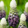 thumbnail image 1 of Grape Ice Muscari Flower Bulbs - 25 Bulbs per Pack - Pleasantly Scented - Deer Resistant - Grows Well In Containers - Naturalizing - Perennializing - Easy to Grow Live Plants - Outdoor Garden, 1 of 5