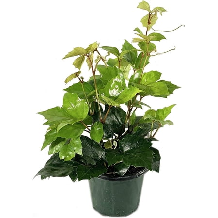 Grape Ivy - Live Plant in a 4 Inch Pot -Cissus Rhombifolia - Beautiful Easy Care Indoor Houseplant Vine