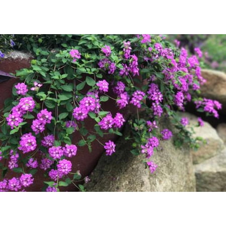 6- 2.5" Pots Grape Lamtana Plant