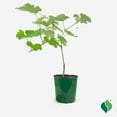 thumbnail image 1 of 1 Gallon Grape, Niagara, 1 of 9