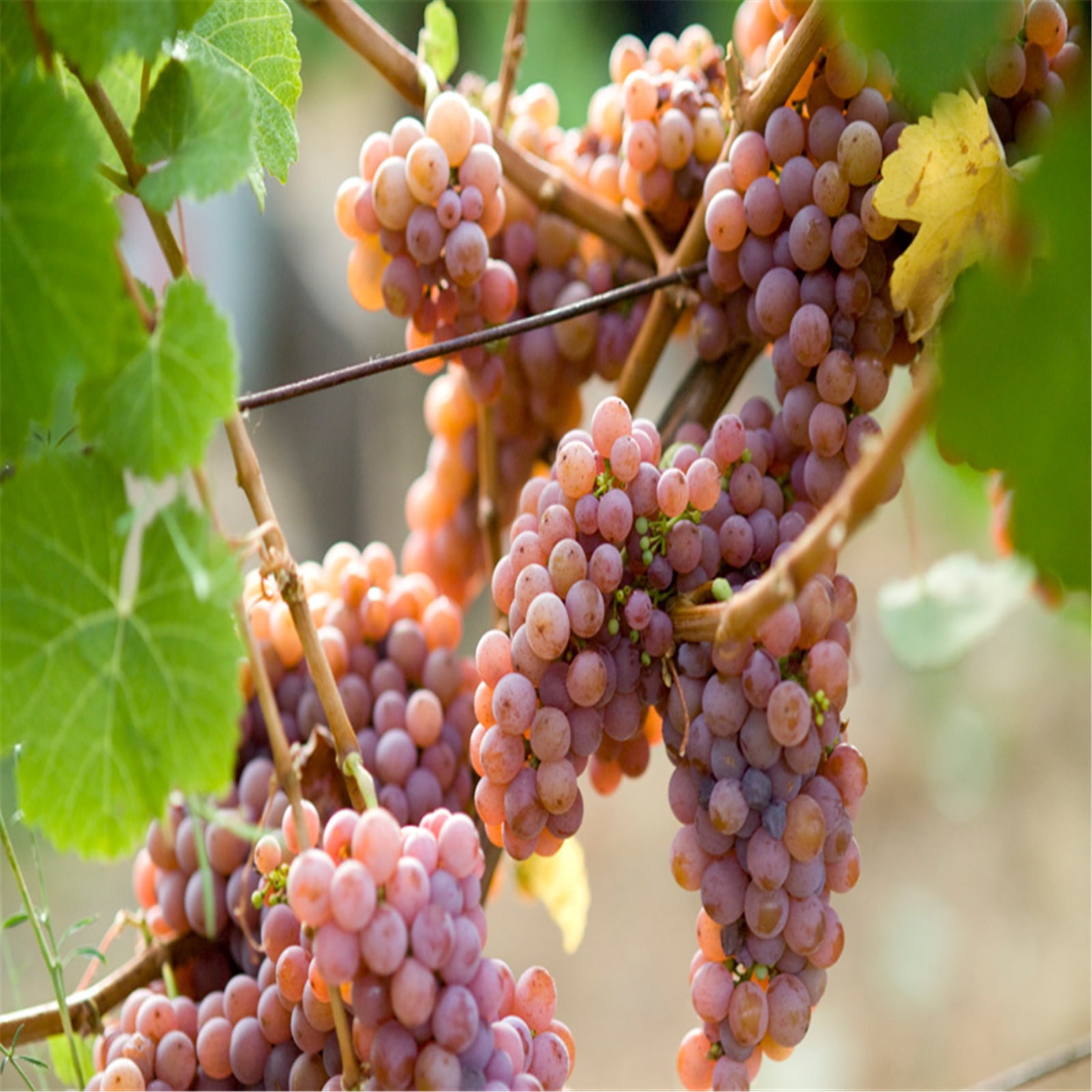 Grape Roots For Planting, Grape Vine Plant,Perennials Require Little Water To Grow, Grape Large