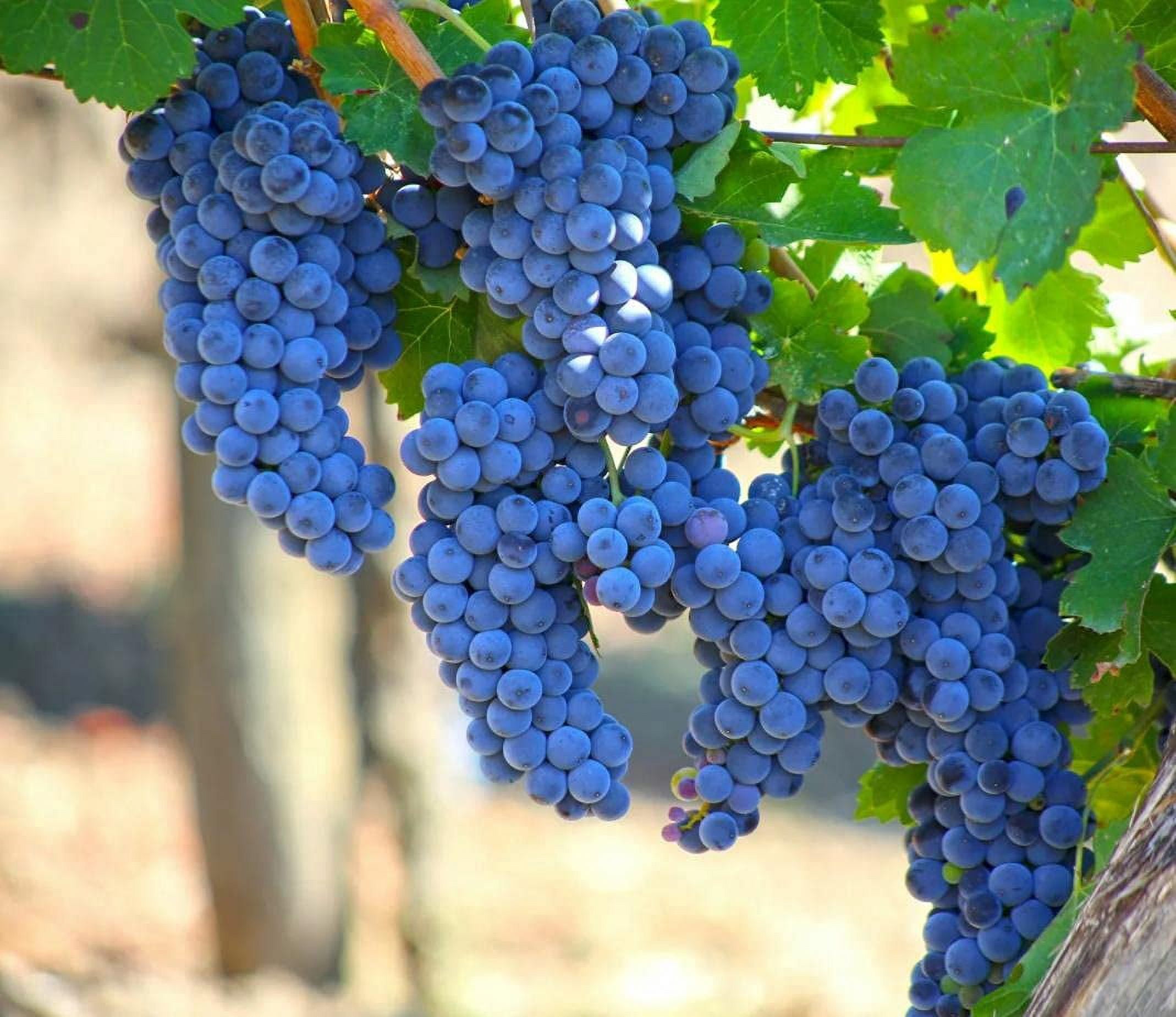 キッズ・ファミリー grape SEED Unit 11 Amazon.com : Grape Seeds for Planting| 100 Seeds Packet