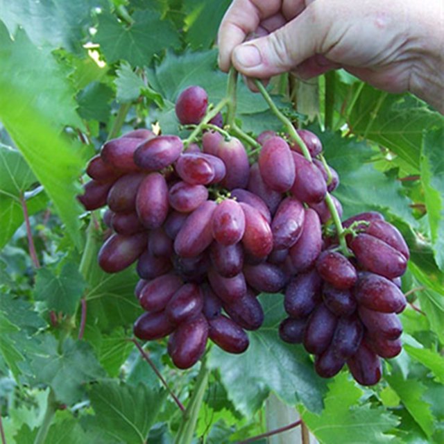 Grape Tree, Grape Vine Plants Live for Planting, Grape Plants Live for
