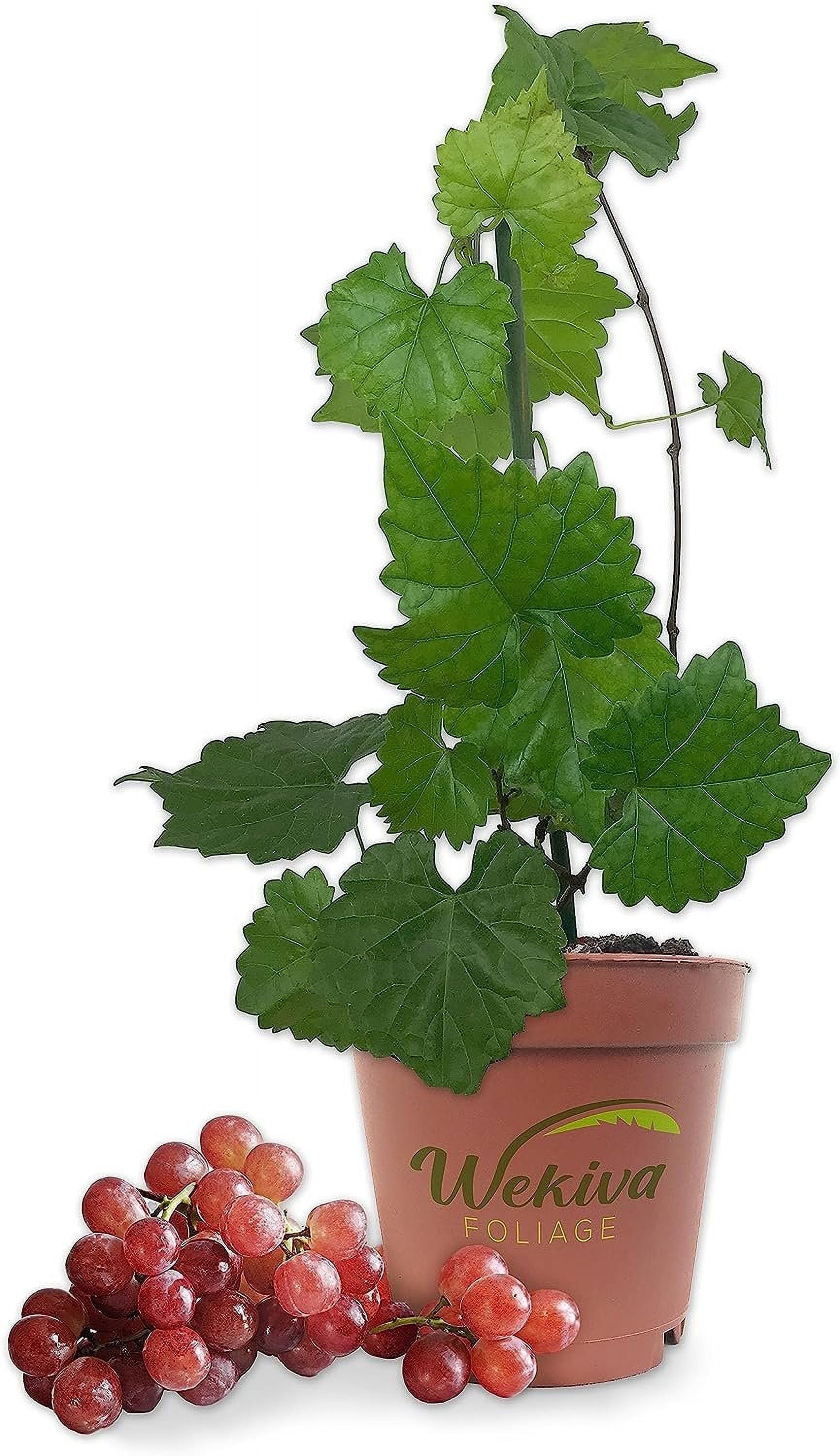Grape Vine Plant - 5 Live Plants in 4 Inch Growers Pots - Variety is Grower's Choice Based on Health, Beauty and Season - Edible Fruit Bearing Tree for The Patio and Garden