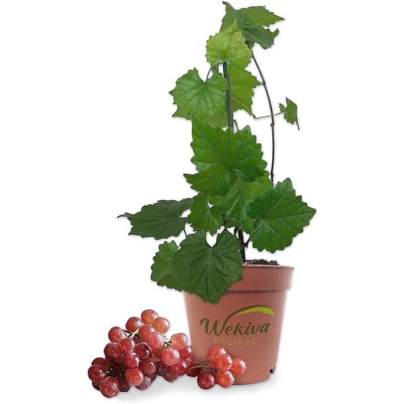 Grape Vine Plant - 5 Live Plants in 4 Inch Growers Pots - Variety is Grower's Choice Based on Health, Beauty and Season - Edible Fruit Bearing Tree for The Patio and Garden