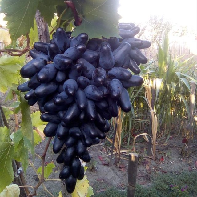 Grape Vine Plant,Live Grape Tree , Live for Planting Outdoor, Seedless