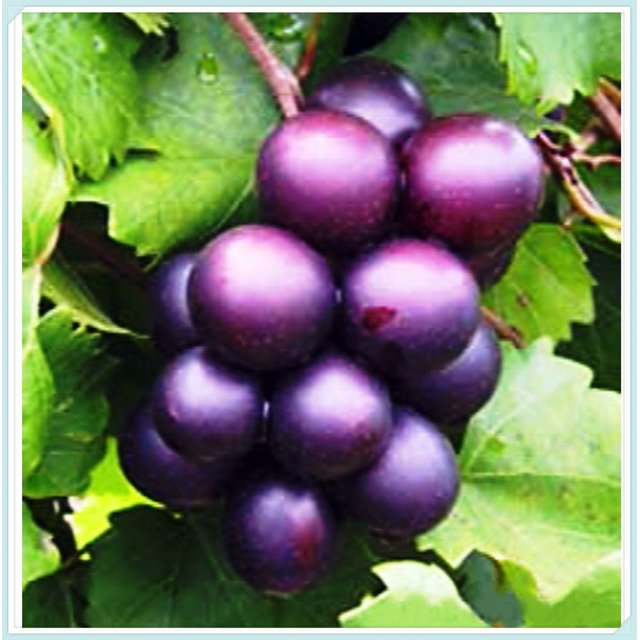 Grape Vine Plant,Live Grape Tree , Live for Planting Outdoor, Seedless