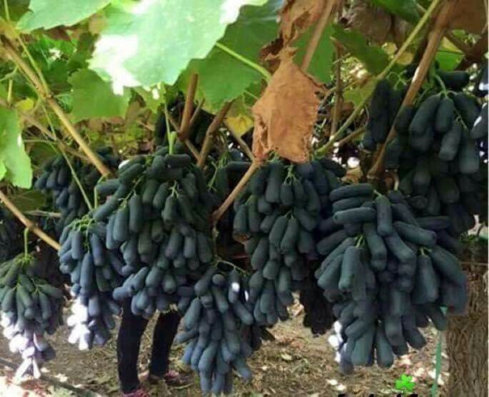 Grape Vine Plant,Live Grape Tree , Live for Planting Outdoor, Seedless