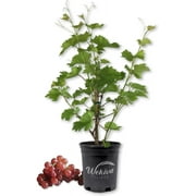 Grape Vine Plant - Live Plant in a 6 Inch Growers Pot - Variety is Grower's Choice Based on Health, Beauty and Season - Edible Fruit Bearing Tree for The Patio and Garden