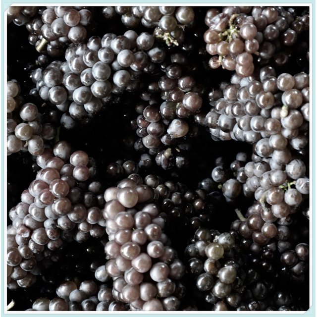 Grape Vine Plant, Live for Planting Outdoor, Seedless Grape Plant ,Live