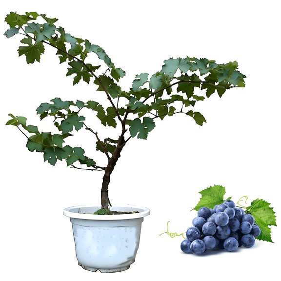 Grape Vine Plant for Backyard Garden Planting Sweet Fruit Climbing Vine for Outdoor Yard Trellis, Easy to Grow Garden Grape Plant1 Pcs