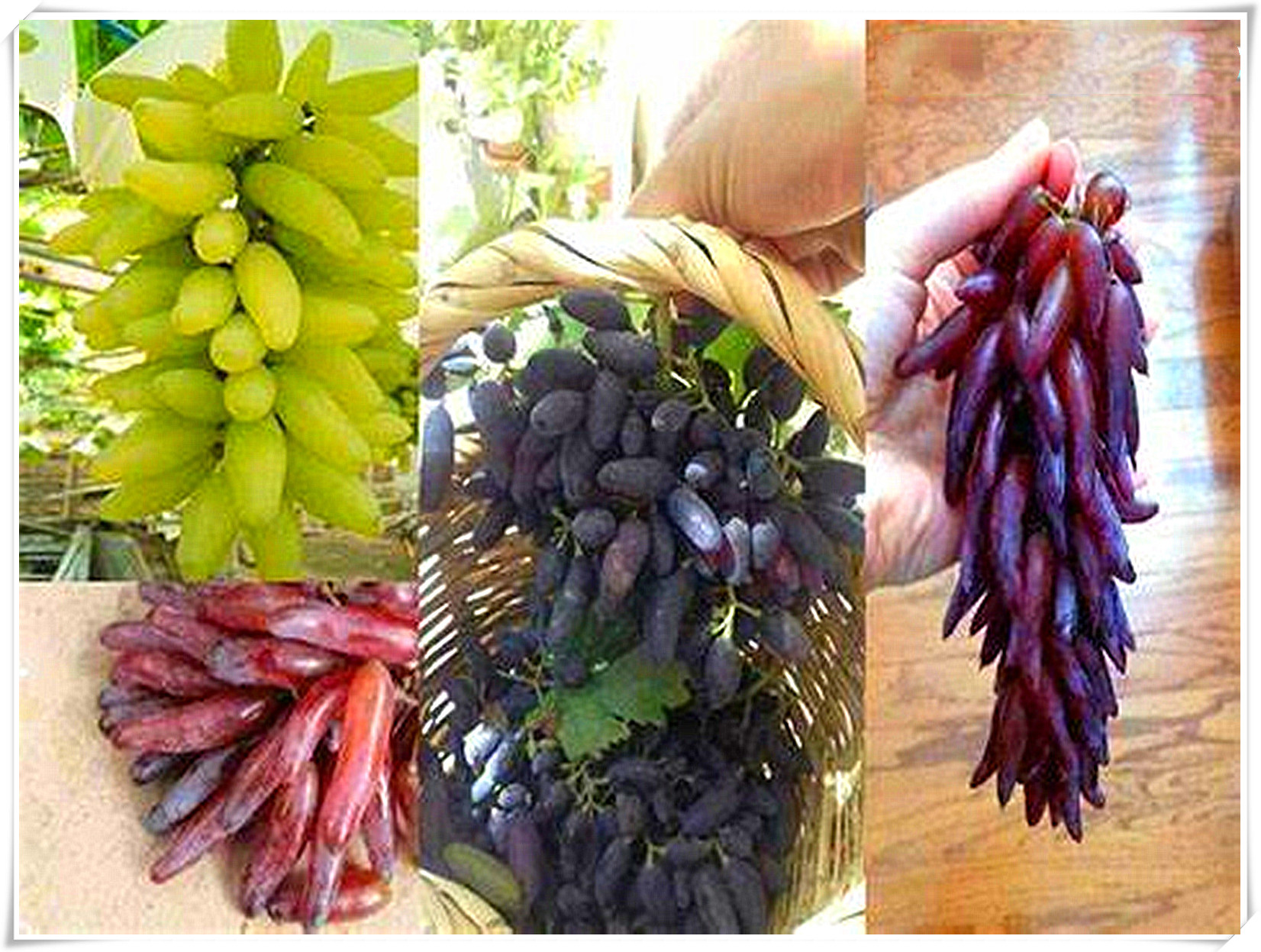 Grape Vines, Branches, Grape Root, Garden Plant,Grape Vine Plant，Grape