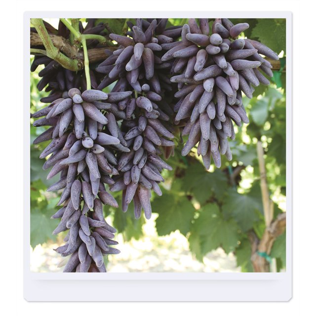 Grape Vines, Branches, Grape Root, Grape Roots For Planting,Garden