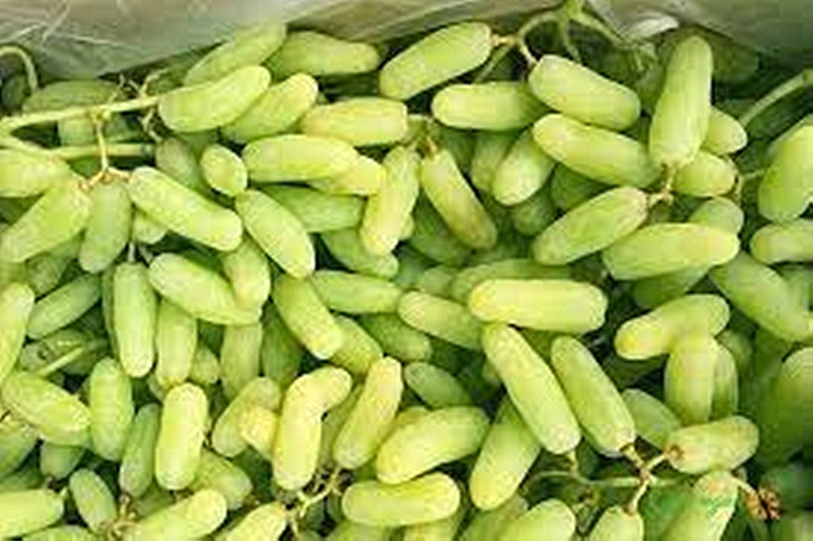 Grape Vines, Branches, Grape Root, Grape Roots For Planting,Garden