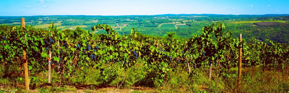 Grape vineyards in Finger Lake Region New York State USA Canvas Art - Panoramic Images (12 x 36)