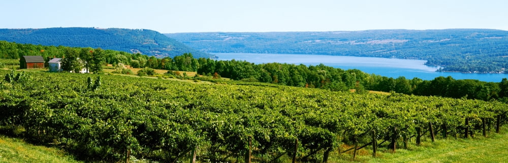 Grape vineyards in Finger Lake Region New York State USA Canvas Art - Panoramic Images (12 x 36)