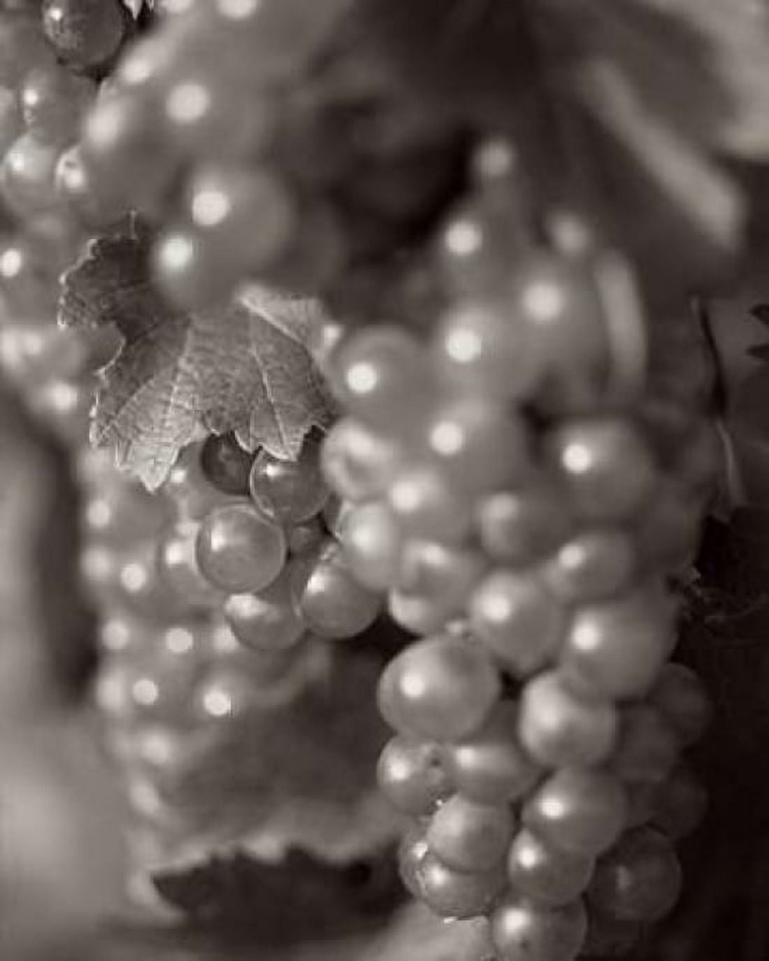 Grapes - 19 Canvas Art - Alan Blaustein (24 x 30)