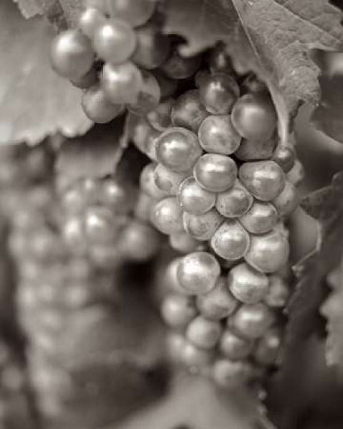 Grapes - 20 Canvas Art - Alan Blaustein (24 x 30)