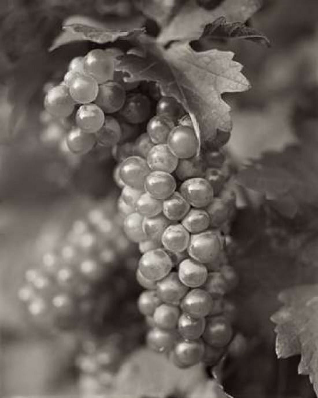 Grapes - 21 Canvas Art - Alan Blaustein (24 x 30)