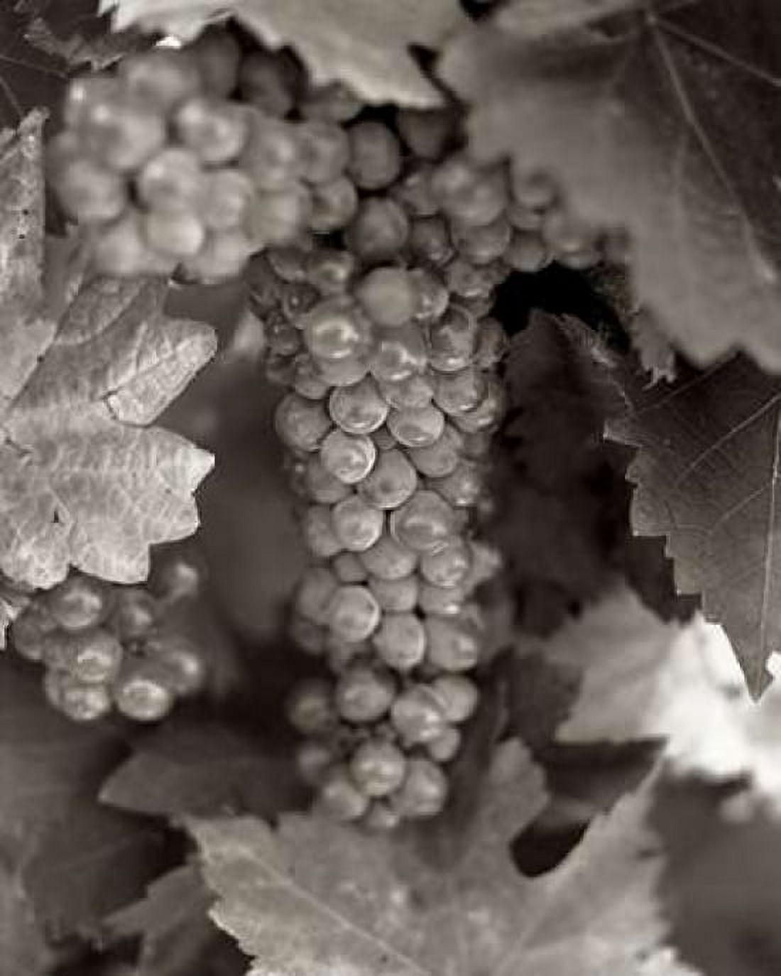 Grapes - 22 Canvas Art - Alan Blaustein (24 x 30)