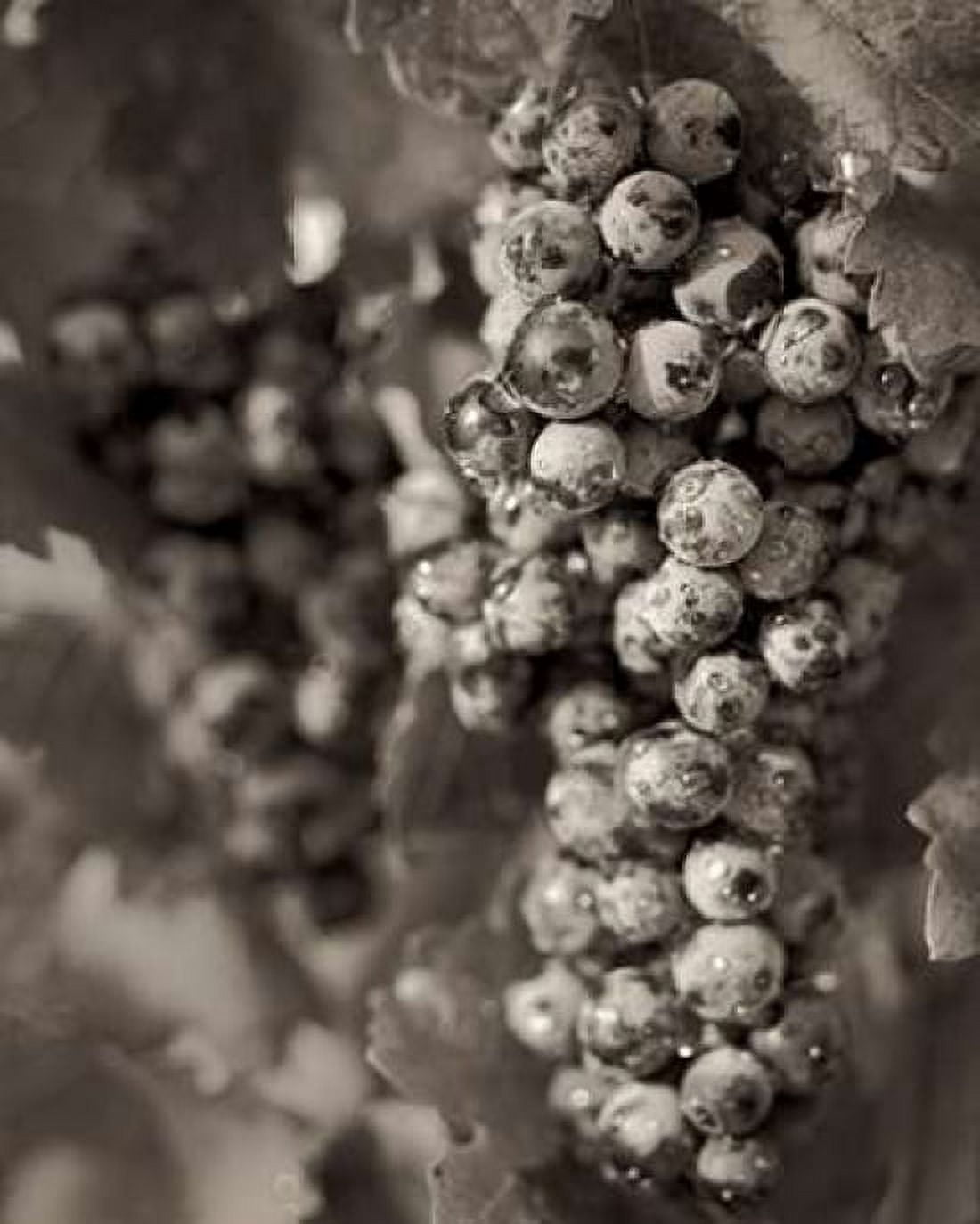 Grapes - 24 Canvas Art - Alan Blaustein (24 x 30)
