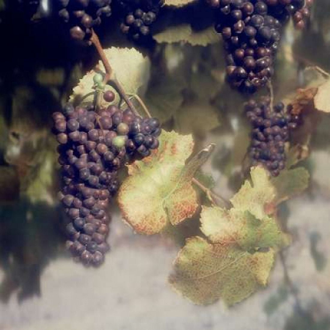 Grapes Color - 40 Canvas Art - Alan Blaustein (24 x 24)