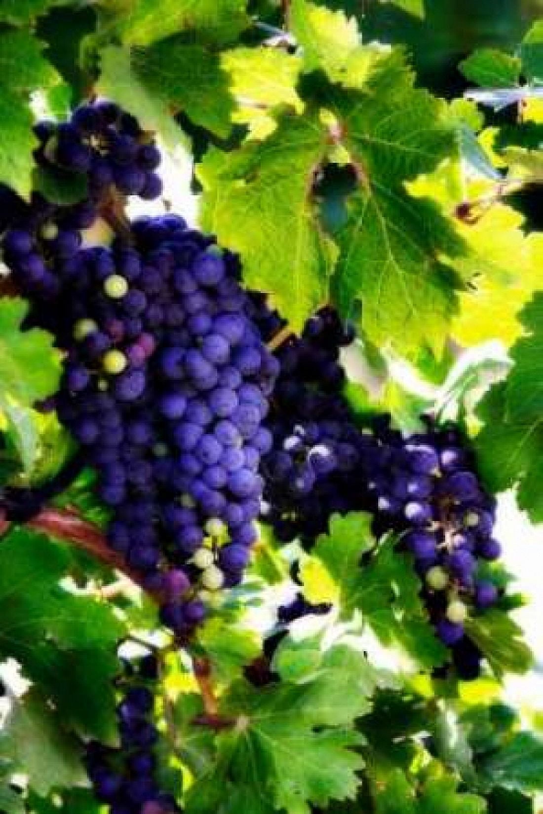 Grapes I Canvas Art - Alan Hausenflock (12 x 18)