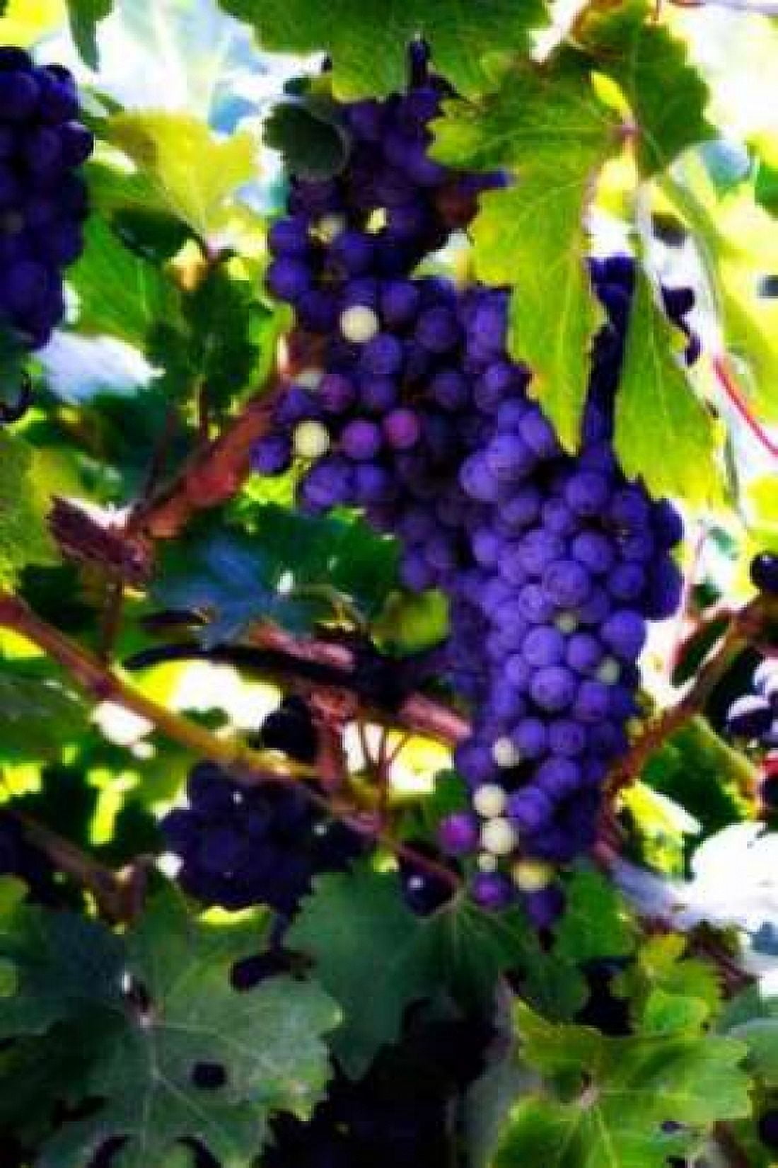 Grapes II Canvas Art - Alan Hausenflock (12 x 18)