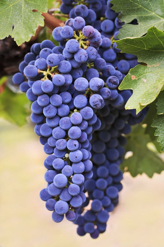 Grapes (Merlot Red Wine Variety) Growing On The Vine In Okanagan Valley Osoyoos British Columbia Canada Canvas Art - Ken Gillespie Design Pics (12 x 18)