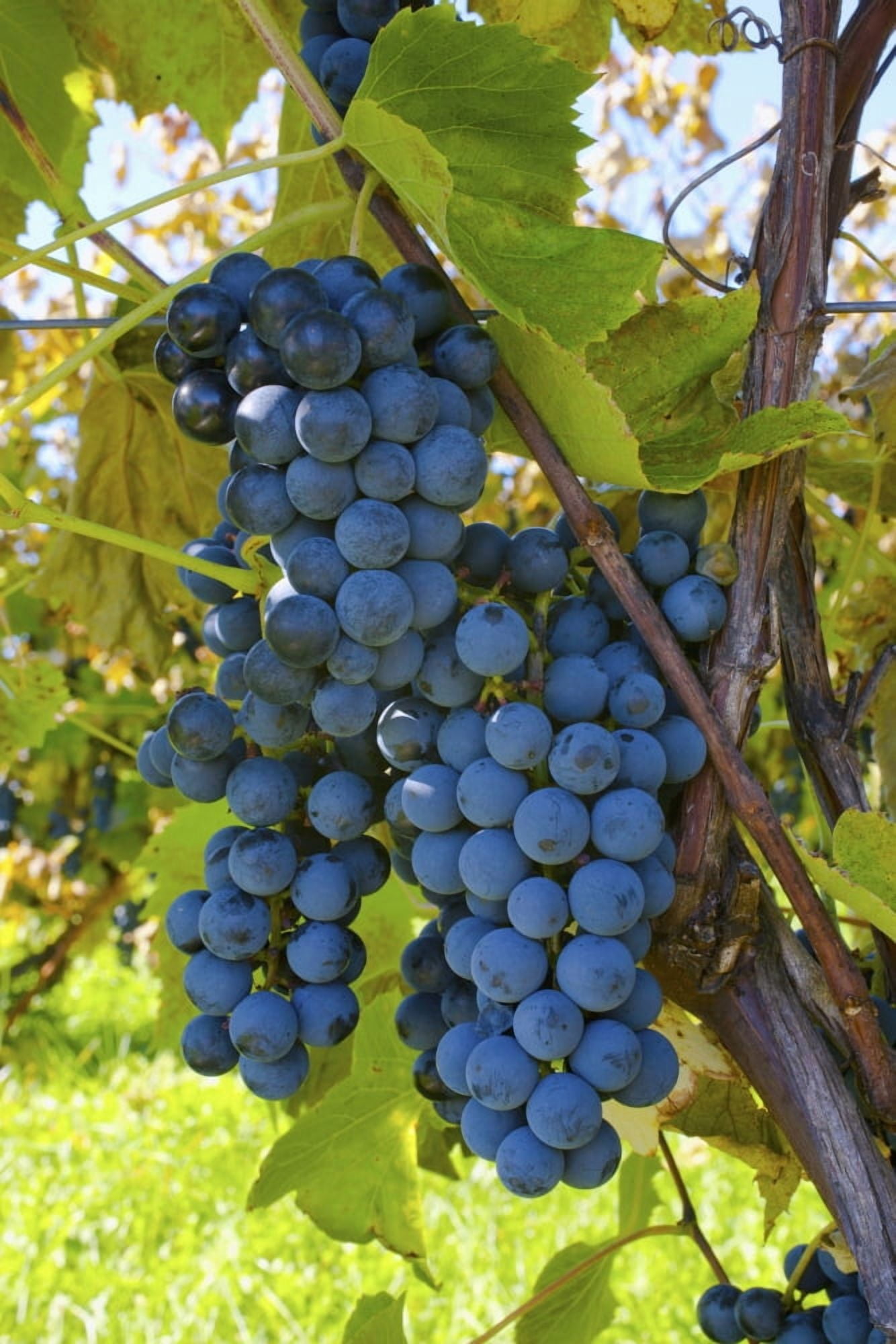 Grapes On A Vine Sutton Junction Quebec Canada Canvas Art - David Chapman Design Pics (12 x 19)