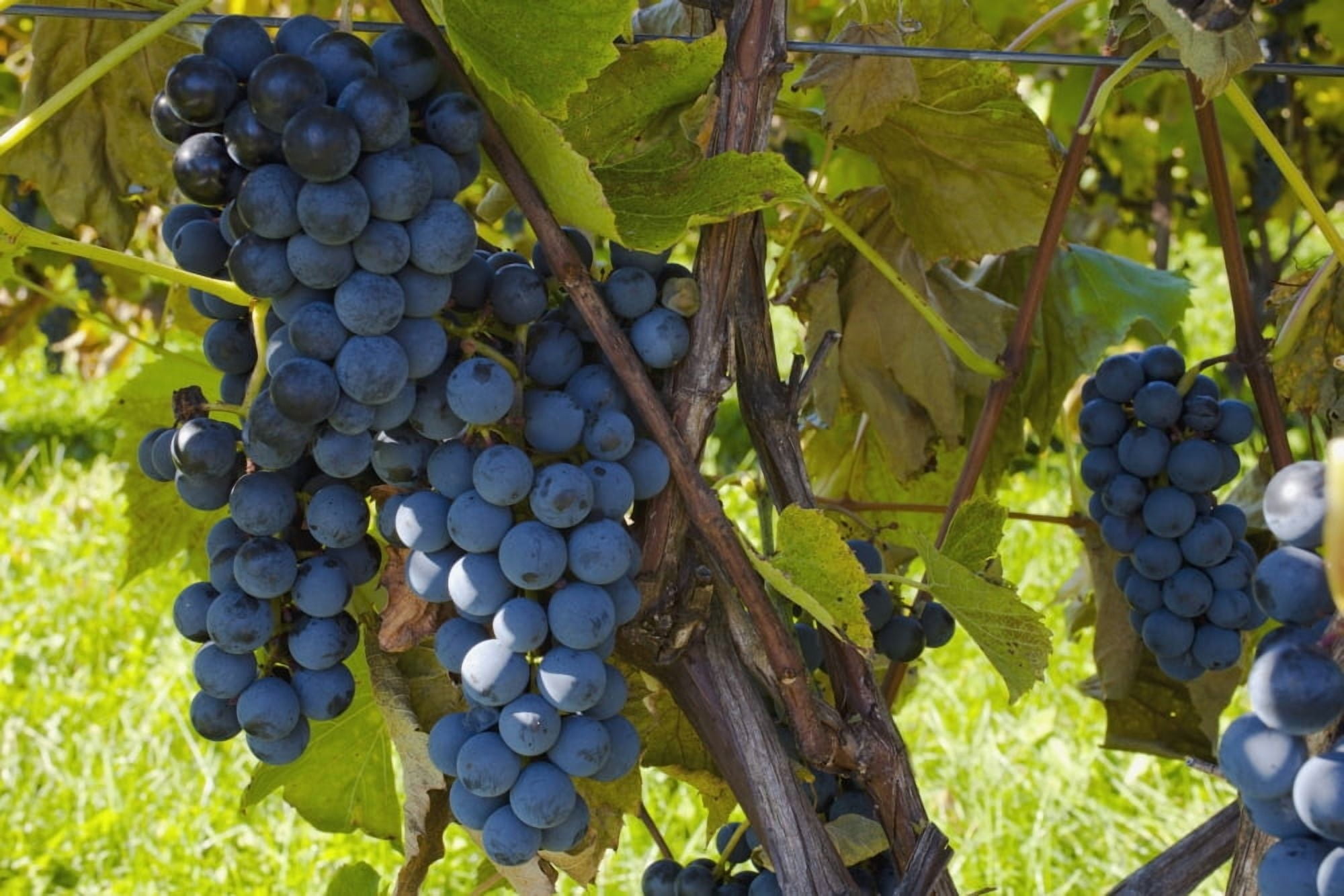 Grapes On A Vine Sutton Junction Quebec Canada Canvas Art - David Chapman Design Pics (19 x 12)