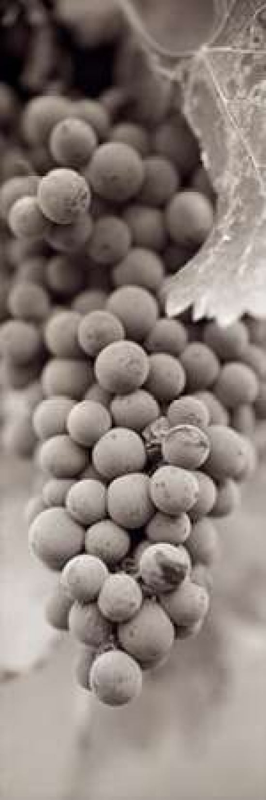 Grapes Pano - 1 Canvas Art - Alan Blaustein (12 x 36)