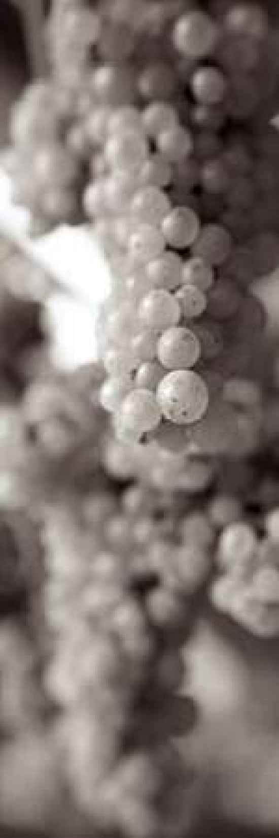 Grapes Pano - 10 Canvas Art - Alan Blaustein (8 x 24)