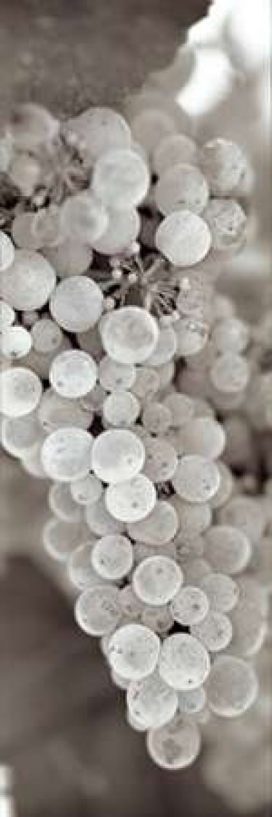 Grapes Pano - 13 Canvas Art - Alan Blaustein (8 x 24)