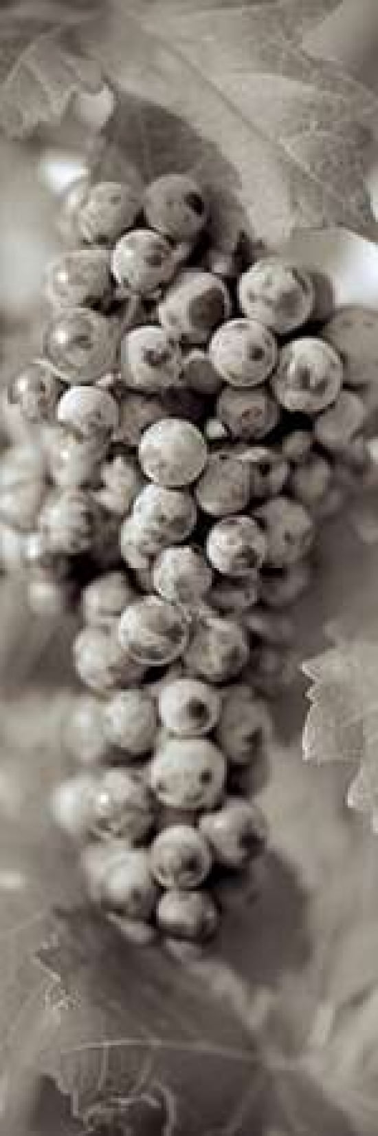Grapes Pano - 14 Canvas Art - Alan Blaustein (12 x 36)