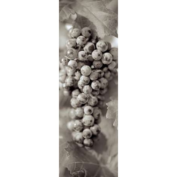 Grapes Pano - 14 Poster Print by Alan Blaustein