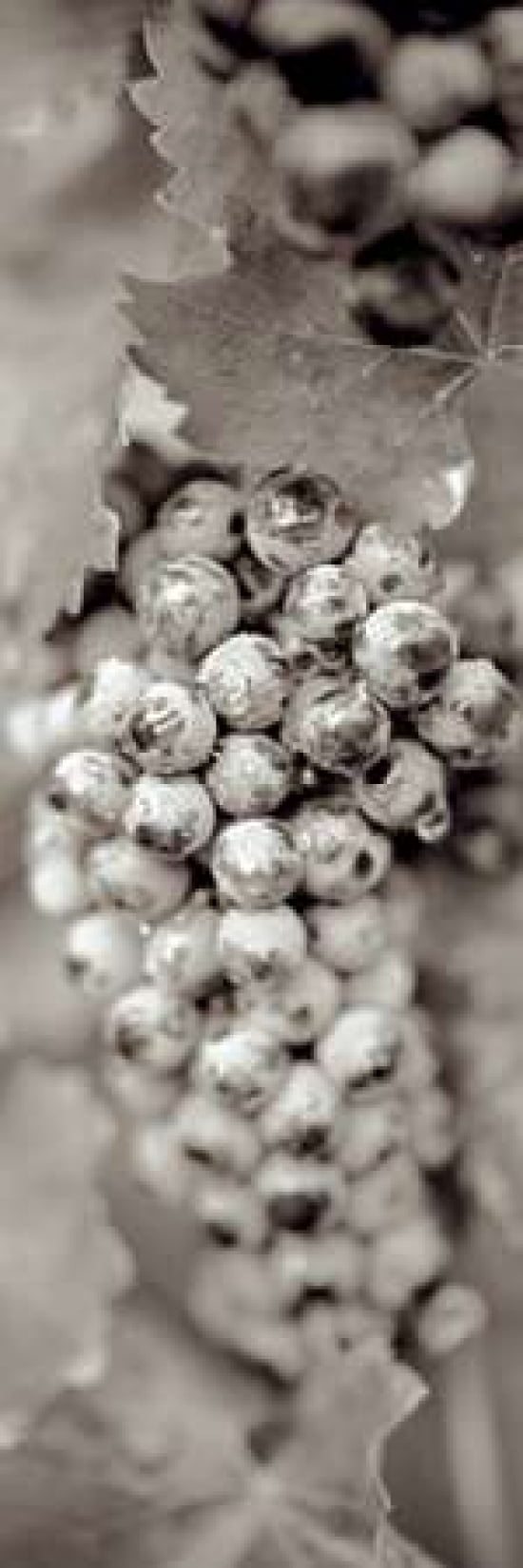 Grapes Pano - 16 Canvas Art - Alan Blaustein (12 x 36)