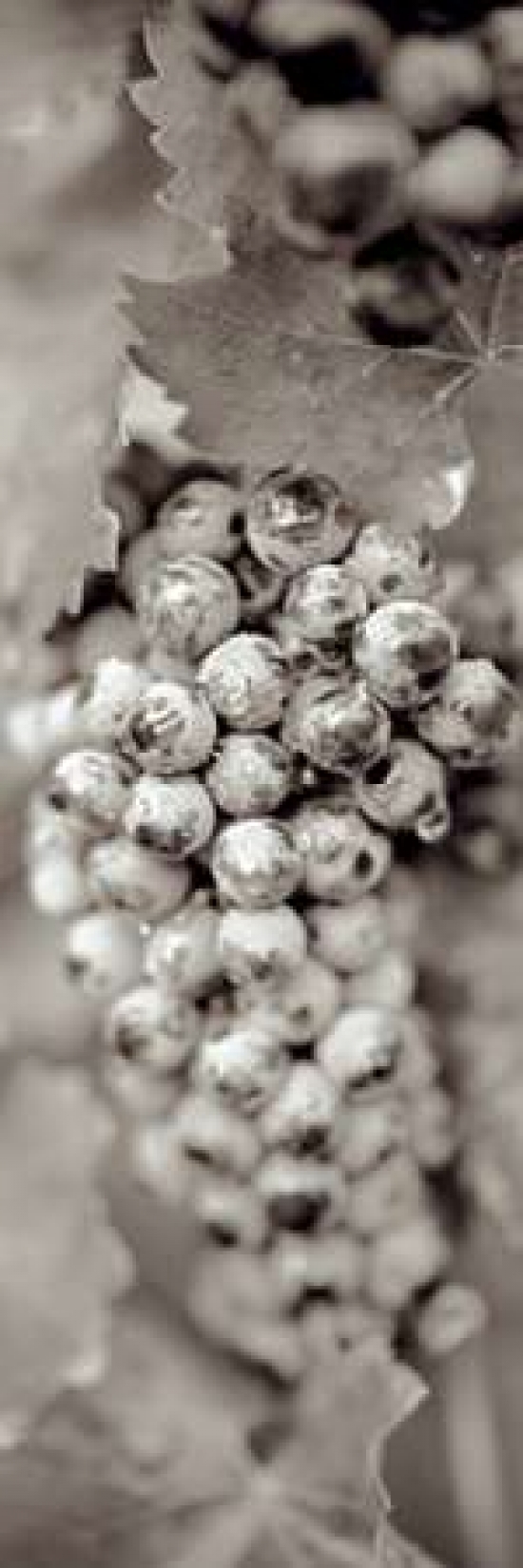 Grapes Pano - 16 Canvas Art - Alan Blaustein (8 x 24)