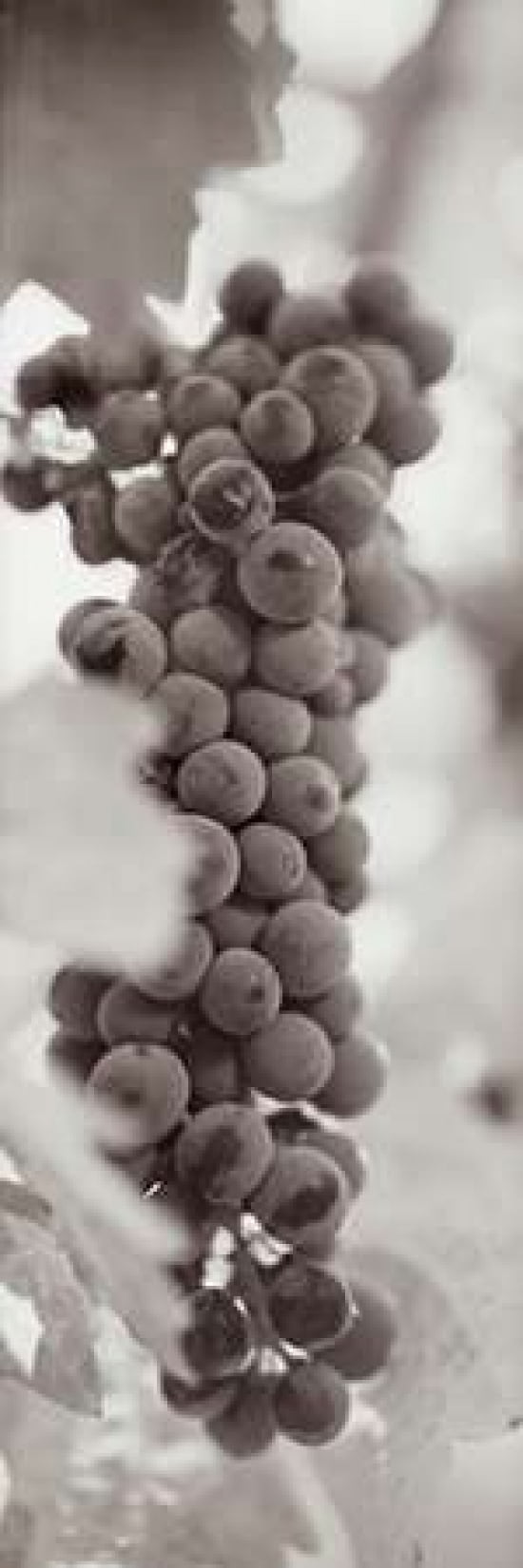 Grapes Pano - 2 Canvas Art - Alan Blaustein (12 x 36)