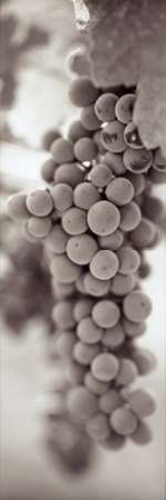 Grapes Pano - 3 Canvas Art - Alan Blaustein (8 x 24)