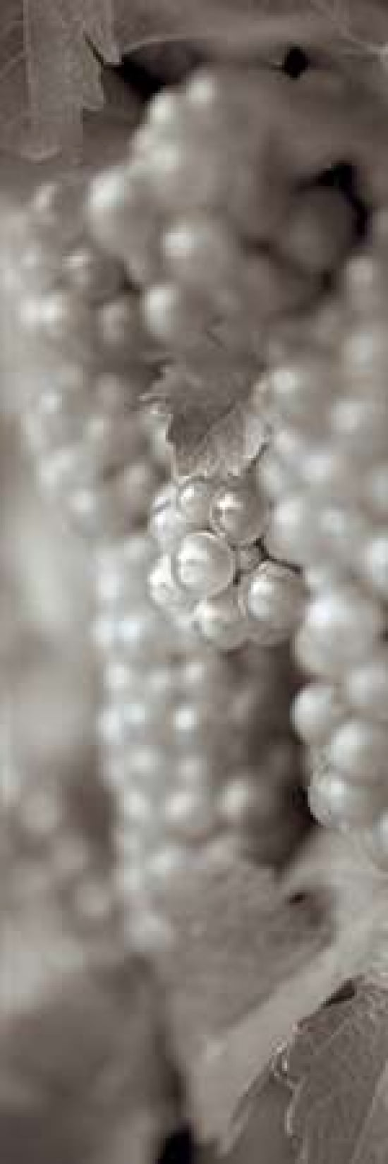 Grapes Pano - 4 Canvas Art - Alan Blaustein (12 x 36)