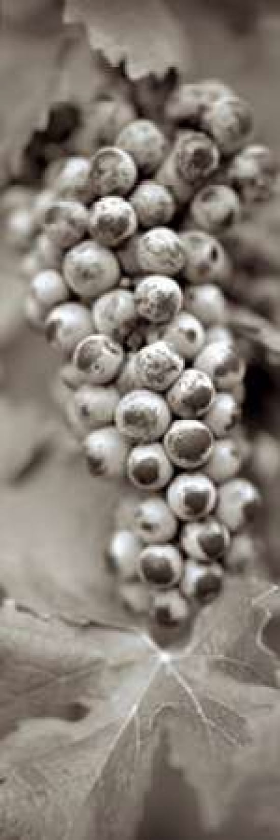 Grapes Pano - 6 Canvas Art - Alan Blaustein (8 x 24)