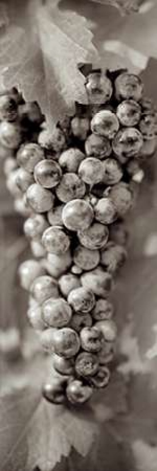 Grapes Pano - 8 Canvas Art - Alan Blaustein (12 x 36)