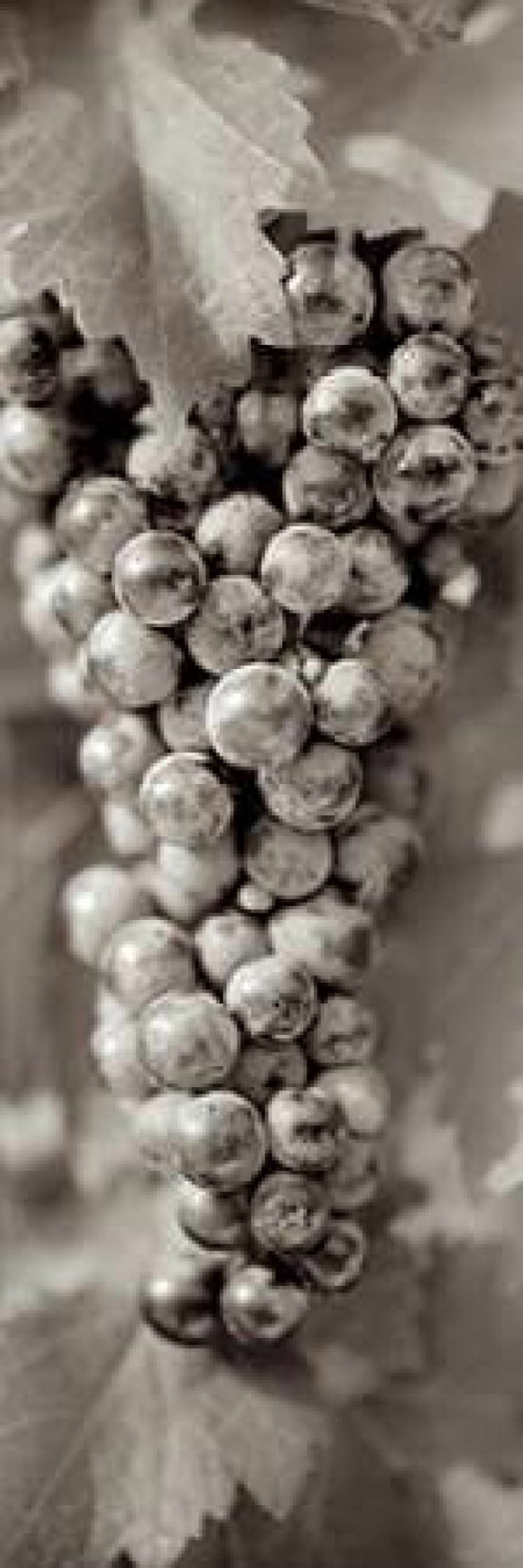 Grapes Pano - 8 Canvas Art - Alan Blaustein (8 x 24)