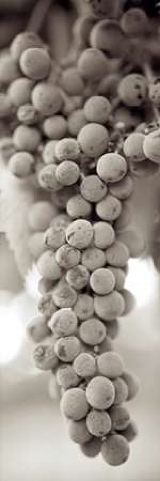 Grapes Pano - 9 Canvas Art - Alan Blaustein (12 x 36)
