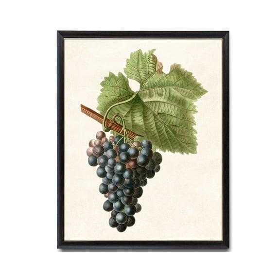 Grapes Print, Vintage Fruit Illustration, Unframed Paper Poster 24x36in