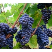 Grapes - Sun-loving vines with wide canopy and natural fruiting